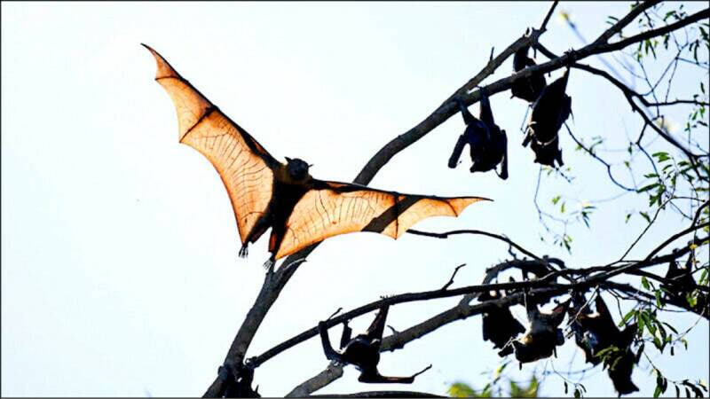 วิธีป้องกันไวรัสนิปาห์ (Nipah Virus) ในอินเดีย? กรมควบคุมโรคเตือน: ห้ามรับประทานผลไม้ที่มีรอยกัดแทะหรือหล่นอยู่ที่พื้น